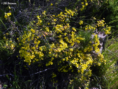 Tropaeolum hookerianum