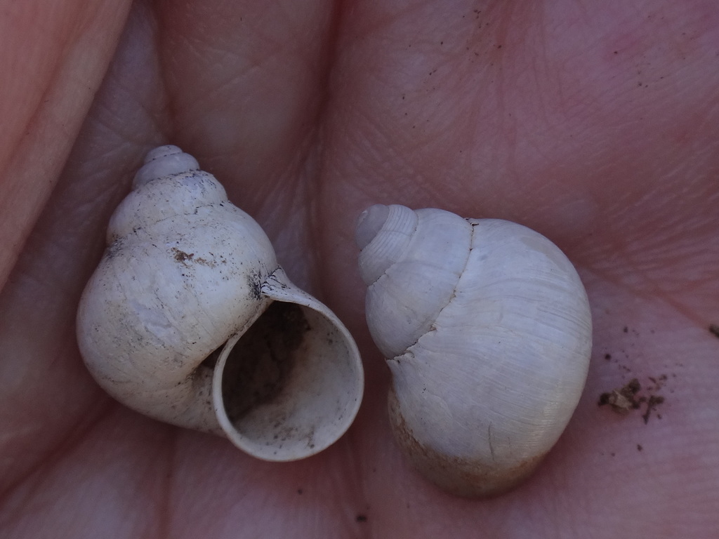 Pomatias canariensis