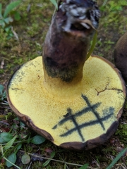 Cyanoboletus cyaneitinctus