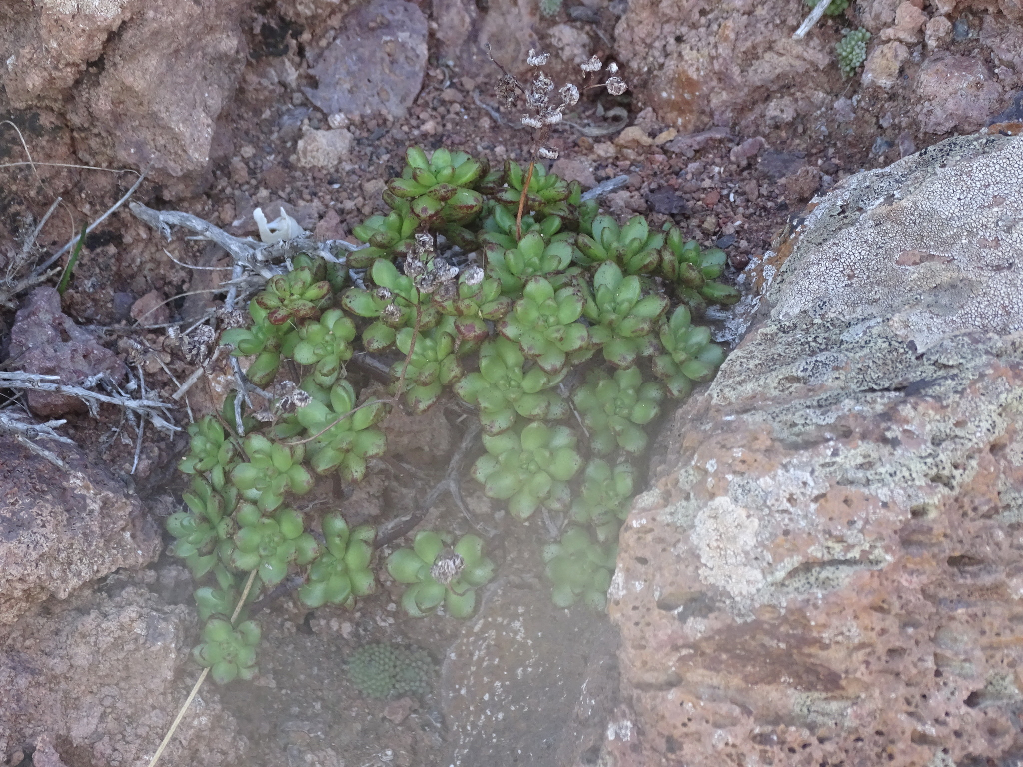 Sempervivum sedifolium (Webb ex Bolle) Christ 2