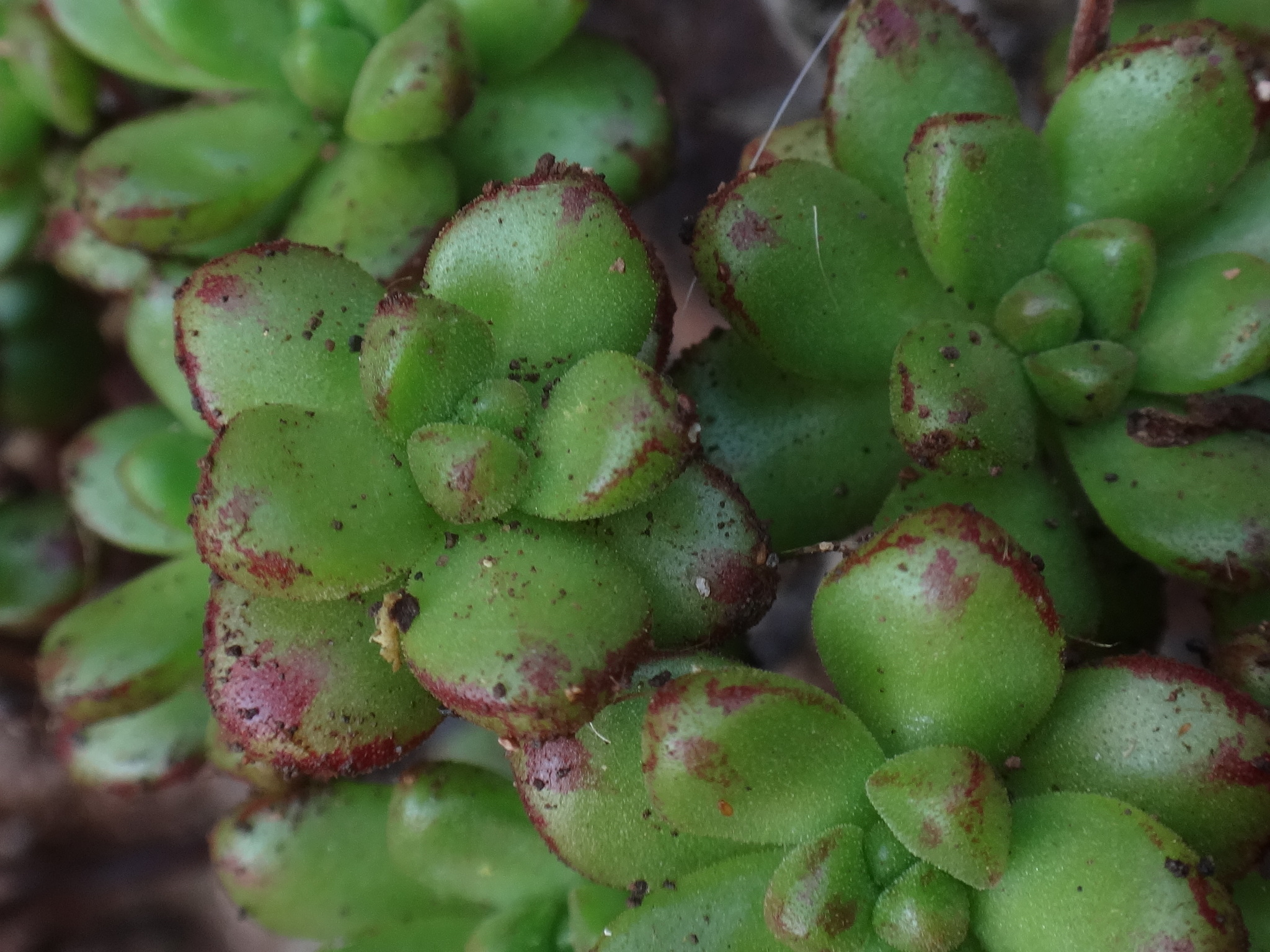 Sempervivum sedifolium (Webb ex Bolle) Christ 3