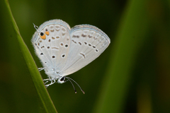 Cupido comyntas texana