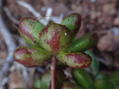 Aeonium sedifolium