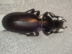 Carabus mulsantianus bernhauerorum