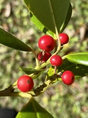 Ilex cassine image