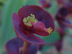 Euphorbia atropurpurea image