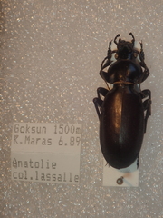 Carabus mulsantianus bernhauerorum
