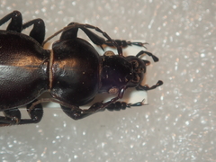 Carabus mulsantianus bernhauerorum