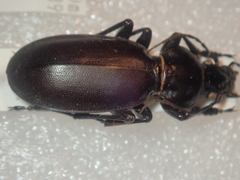 Carabus mulsantianus bernhauerorum
