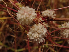 Cuscuta planiflora