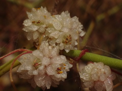 Cuscuta planiflora