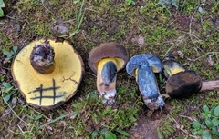 Cyanoboletus cyaneitinctus