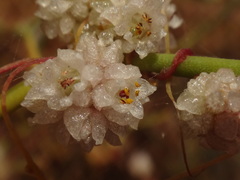 Cuscuta planiflora