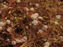 Cuscuta planiflora