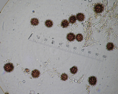 Scleroderma meridionale