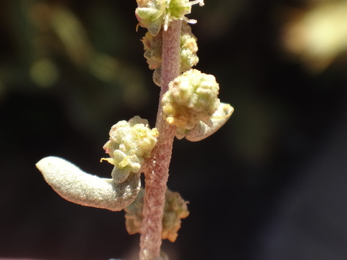 Image of Atriplex glauca by (c) Christian Berg, some rights reserved (CC BY)