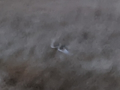 Coturnicops noveboracensis