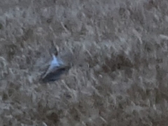 Coturnicops noveboracensis