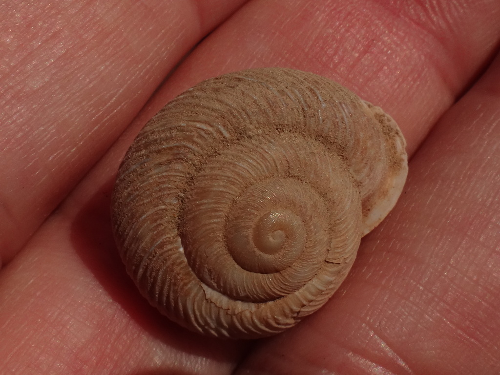 Hemicycla incisogranulata
