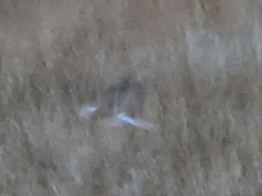 Coturnicops noveboracensis