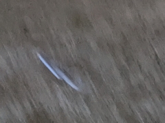 Coturnicops noveboracensis