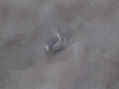 Coturnicops noveboracensis