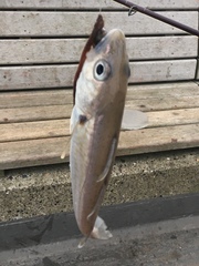 Merlangius merlangus