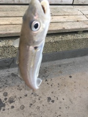 Merlangius merlangus