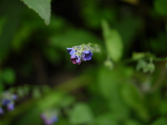 Cynoglossum microglochin
