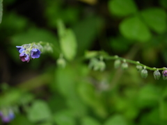 Cynoglossum microglochin