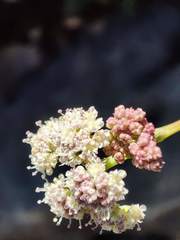 Seseli montanum