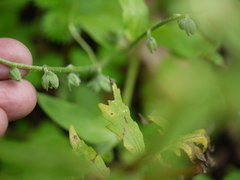 Cynoglossum microglochin