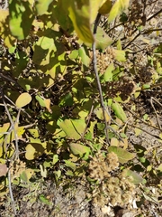 Ageratina tomentella