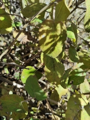 Ageratina tomentella