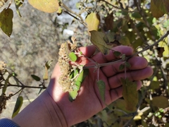 Ageratina tomentella
