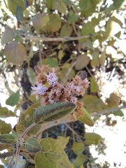 Ageratina tomentella