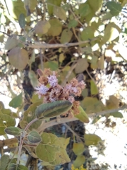Ageratina tomentella