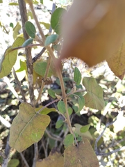 Ageratina tomentella