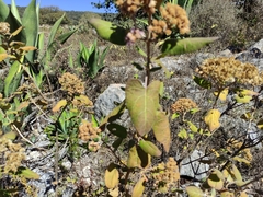 Ageratina tomentella