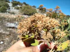Ageratina tomentella