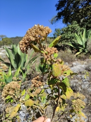 Ageratina tomentella