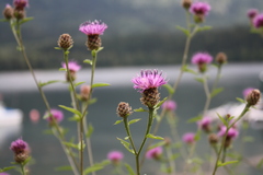 Centaurea thuillieri