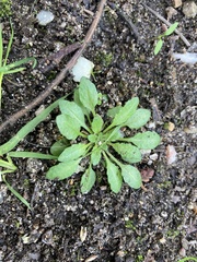Arabidopsis thaliana