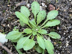 Arabidopsis thaliana