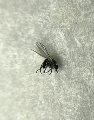 Phytomyza crassiseta