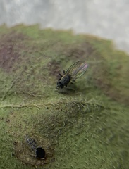 Phytomyza crassiseta