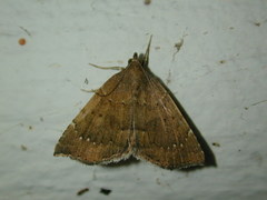 Focillidia texana