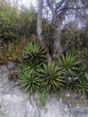 Agave kerchovei