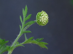 Cotula australis image