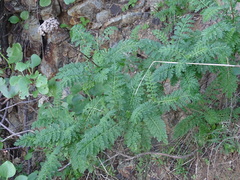 Gonospermum fruticosum